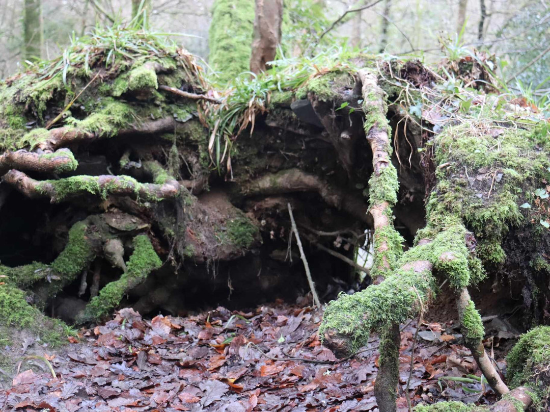 Plymbridge Woods-普利茅斯必去景点