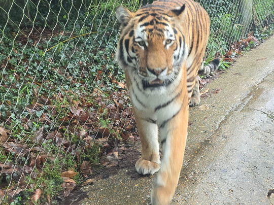 Marwell Zoo-温彻斯特必去景点