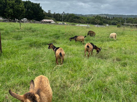 The Farm-拜伦湾必去景点