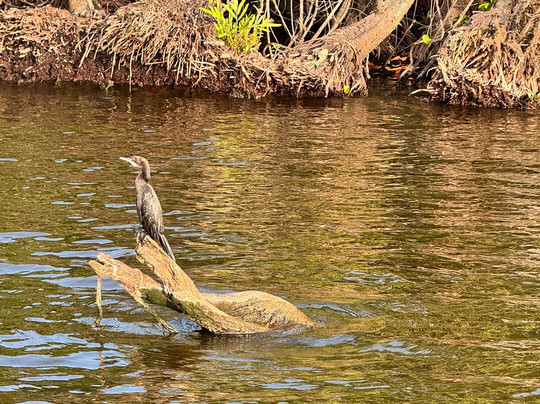 Mirissa Eco Lagoon Safari-美蕊沙必去景点