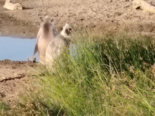 Kamal Safari Bundala Park-Hambantota必去景点