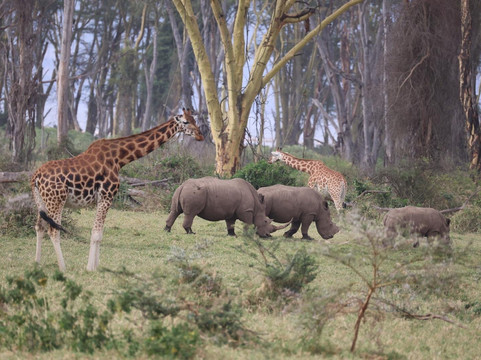 Muka Tours and Safaris-马林地必去景点