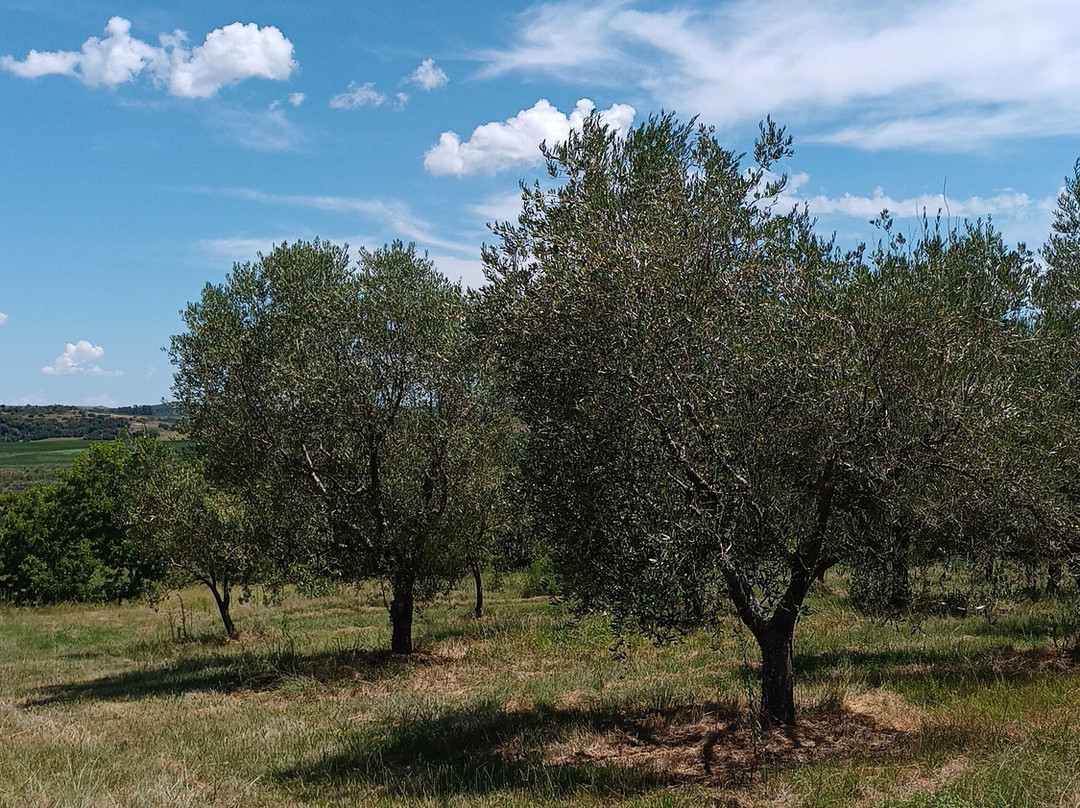 Olivo Pampa-Santana do Livramento必去景点