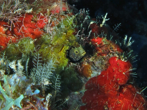 Scubaqua Dive Center-圣尤斯泰希厄斯岛必去景点