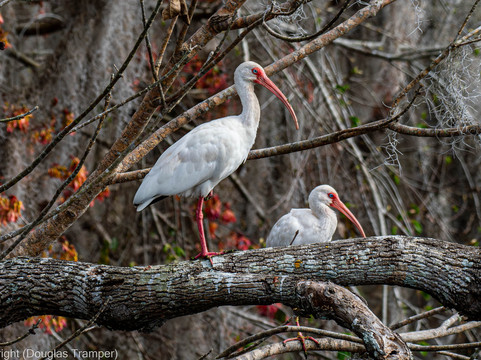 St. John's River Eco Tours, LLC-DeBary必去景点