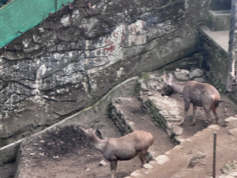Padmaja Naidu Himalayan Zoological Park-大吉岭必去景点