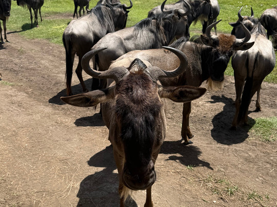 Tanzania Specialist-阿鲁沙必去景点