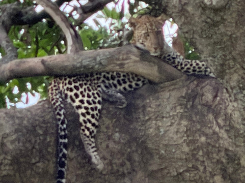 Leeu Tours and Safaris-莫西必去景点