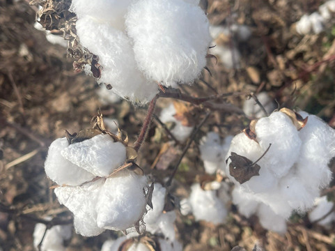 Caywood Farms-卡萨格兰德必去景点