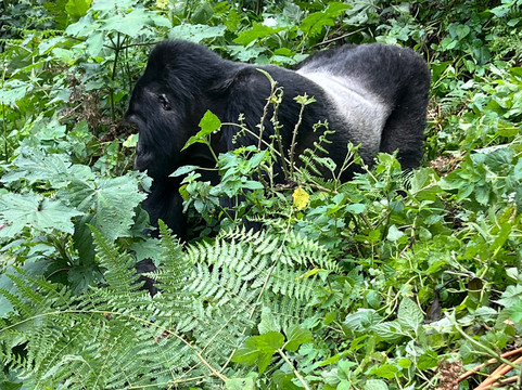 Magical Gorilla Adventures-坎帕拉必去景点