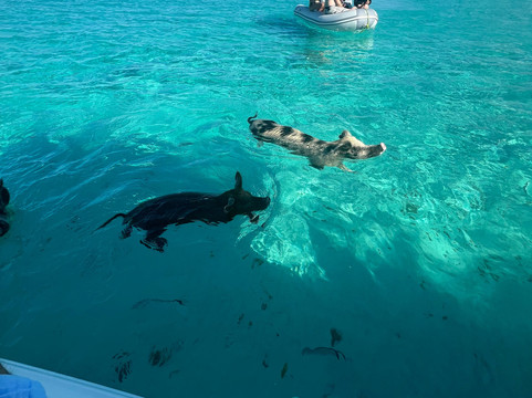 3N's Exuma Vacations-斯丹尼尔岛必去景点