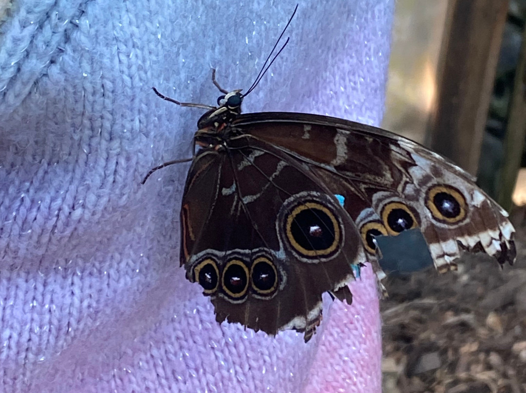 Butterfly Gardens @ Middleton Common Farm-Westmeston必去景点