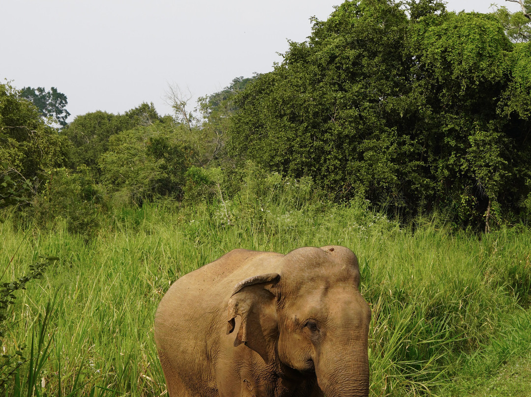Jeep Safari With Gayan-锡吉里亚必去景点