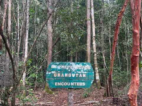 Orangutan Houseboat Tour-Kumai必去景点