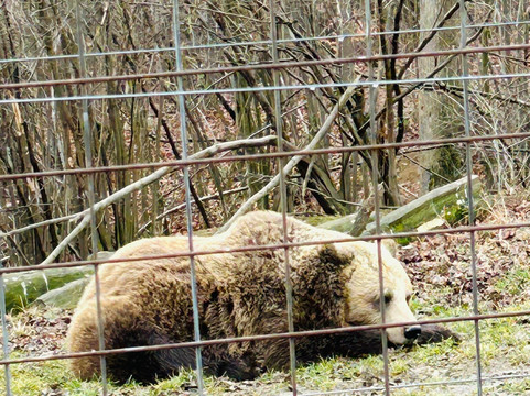 Libearty Bear Sanctuary Zarnesti-Zarnesti必去景点