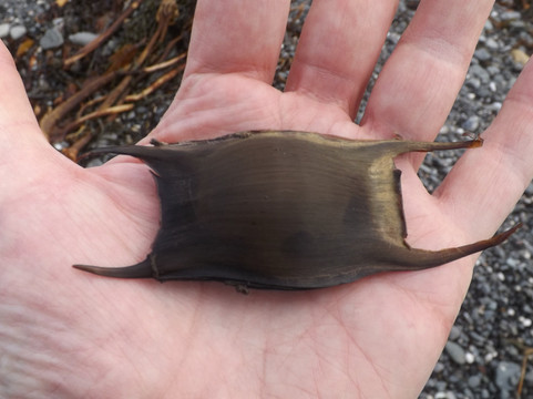 Blackhead Path-Whitehead必去景点