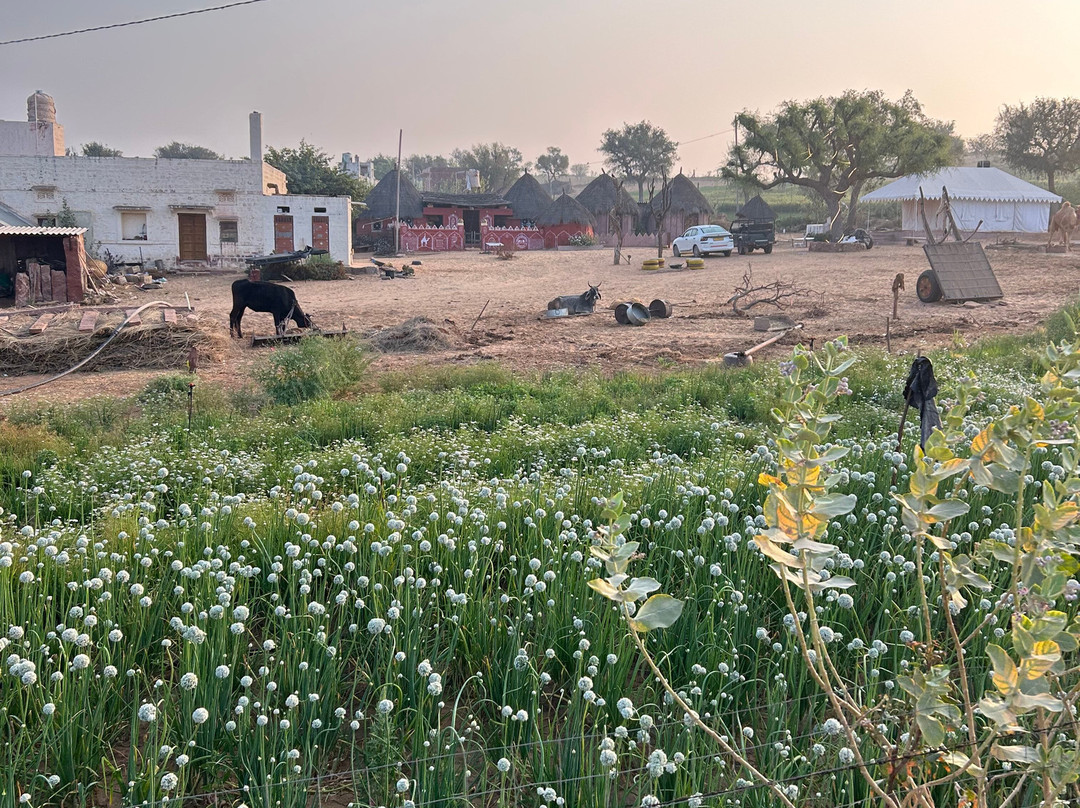 Osian Desert Safari & Overnight Camping-Osian必去景点