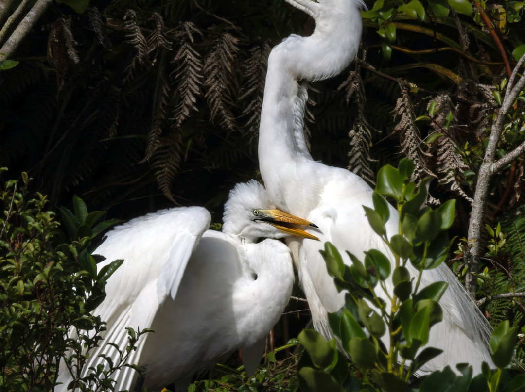 苍鹭保护区-Whataroa必去景点