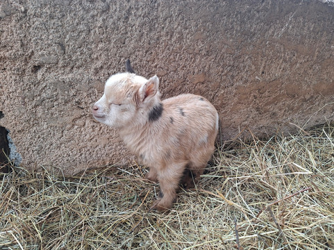 Les Animaux De Fairytale