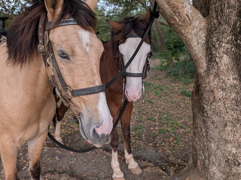 Jurutungo Farm-Florida必去景点