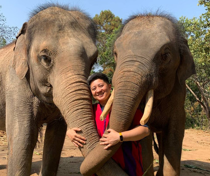 Elephant Freedom Village-清迈必去景点