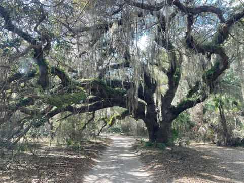 The Lands and Legacies Tour-Cumberland Island必去景点