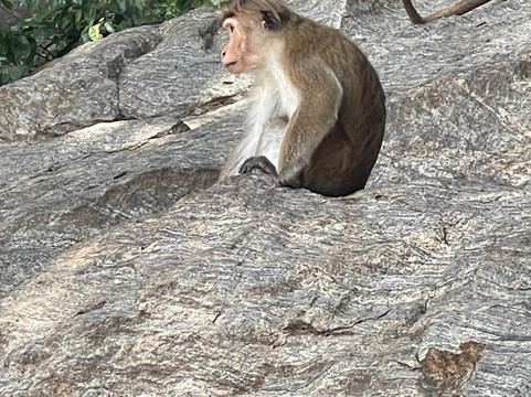 Lux Tours Lanka-康提必去景点