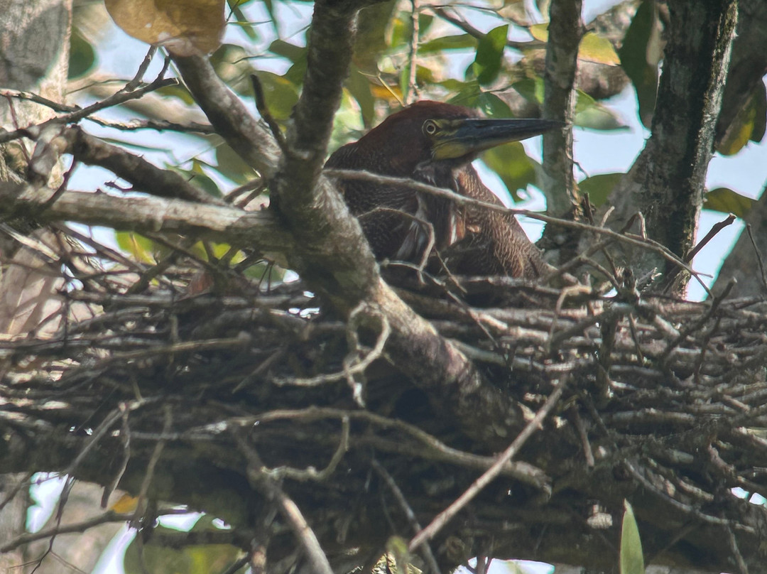 Birding Pipeline Panama-甘博阿必去景点