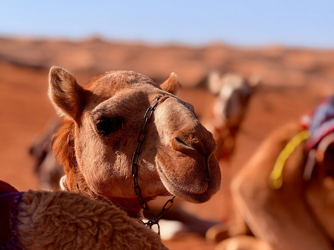 观星私人宿营主图
