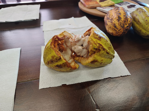 Casa Universitaria Cacao y Chocolate