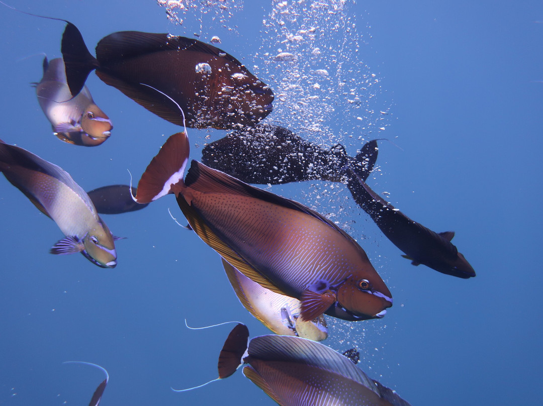DivePoint Guraidhoo-康杜玛岛必去景点