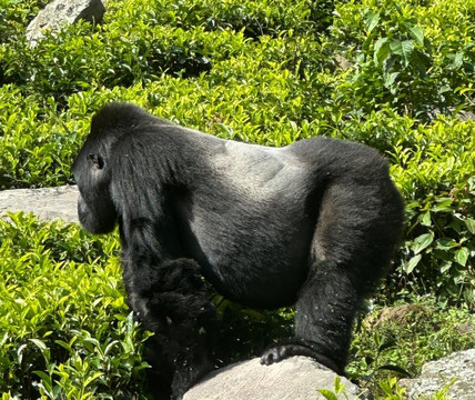 Go Gorilla Trekking-吉佳利必去景点