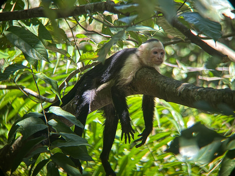 Osa Nature Lovers-Sierpe必去景点