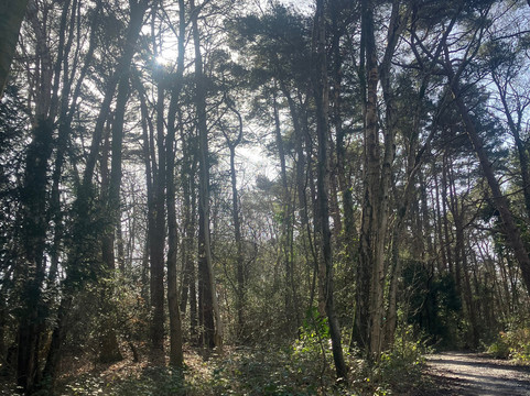 Ashdown Forest-Wych Cross必去景点