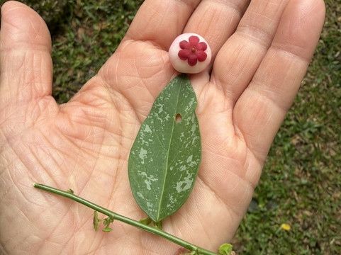 Green Acres Chocolate Farm and Nature Preserve-Cerro Brujo必去景点