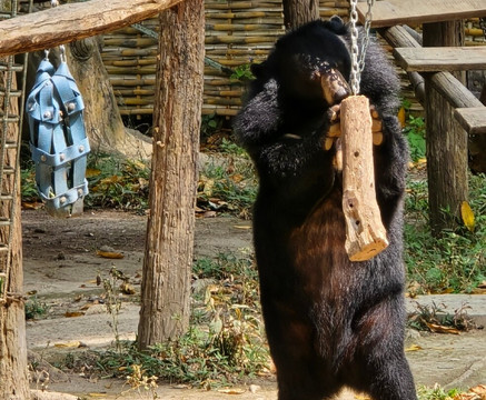 Free the Bears-琅勃拉邦必去景点