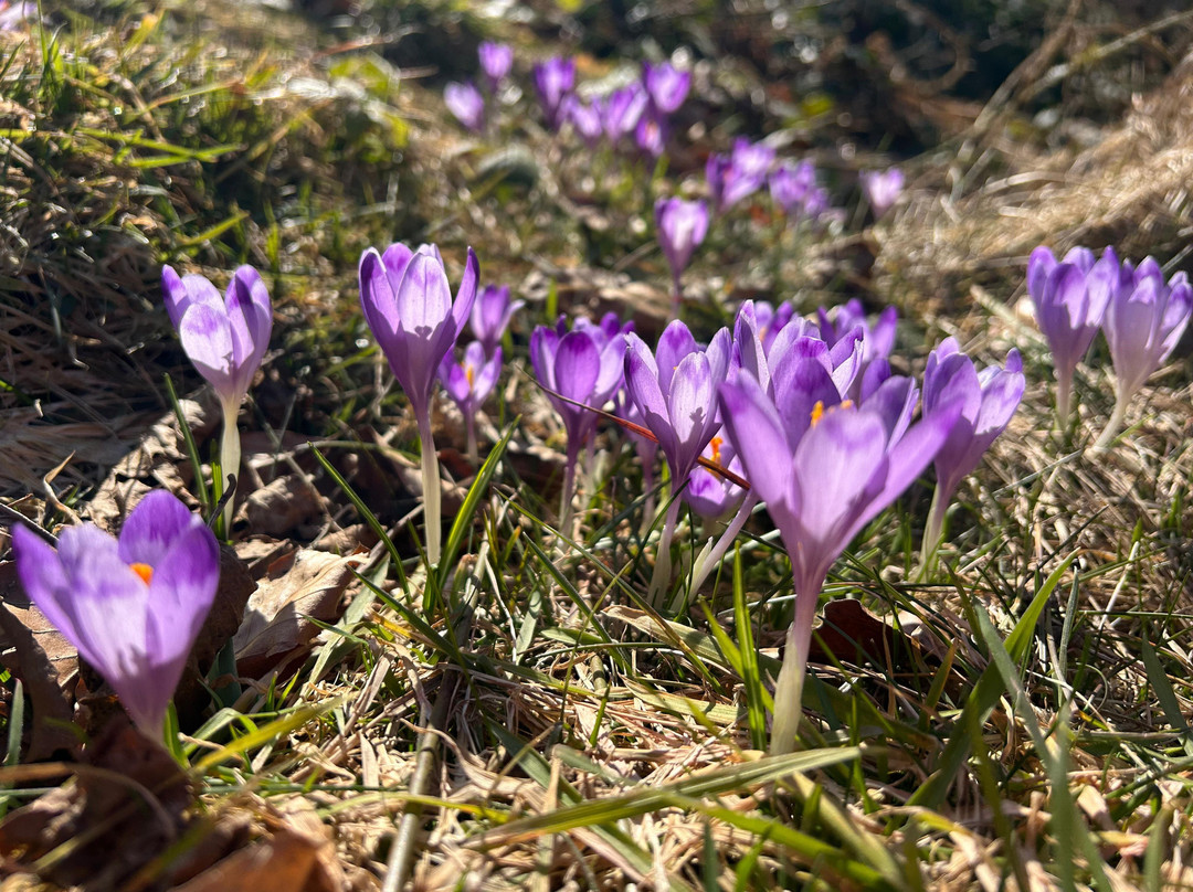 Sibiu Guide Nico-锡比乌必去景点