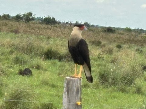 Montuno Birding-Monterrey必去景点