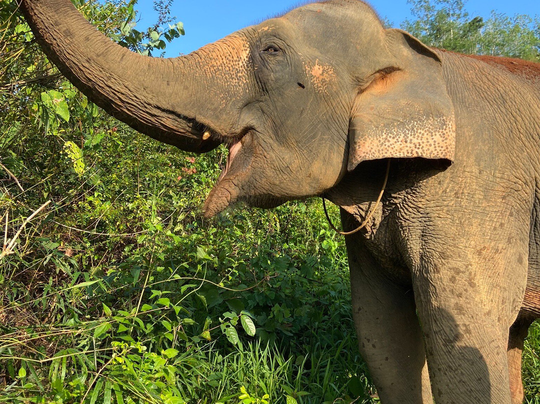Phang Nga Elephant Park-攀牙必去景点