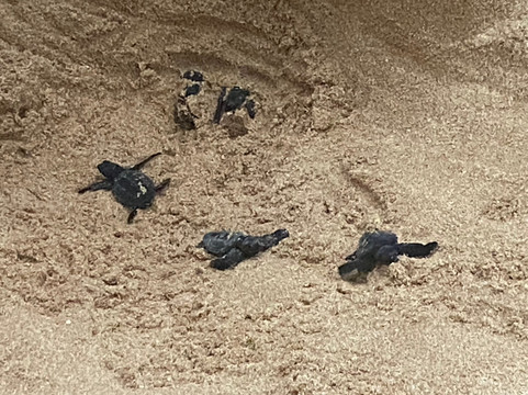 Turtle Conservation Project Turtle Watch-Rekawa必去景点