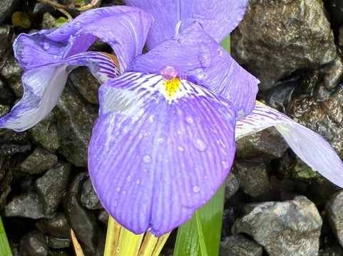 Kwekerij Morning Glory-Aalsmeer必去景点