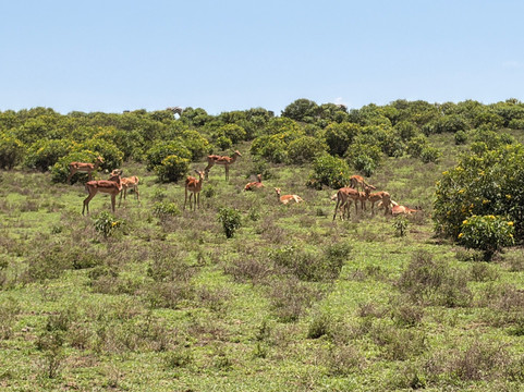 Wave remover Boat Tours Naivasha-Karagita必去景点