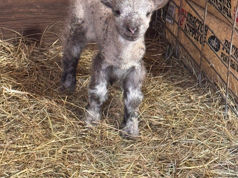 Cress Creeks Farm And Corn Maze-Ellijay必去景点