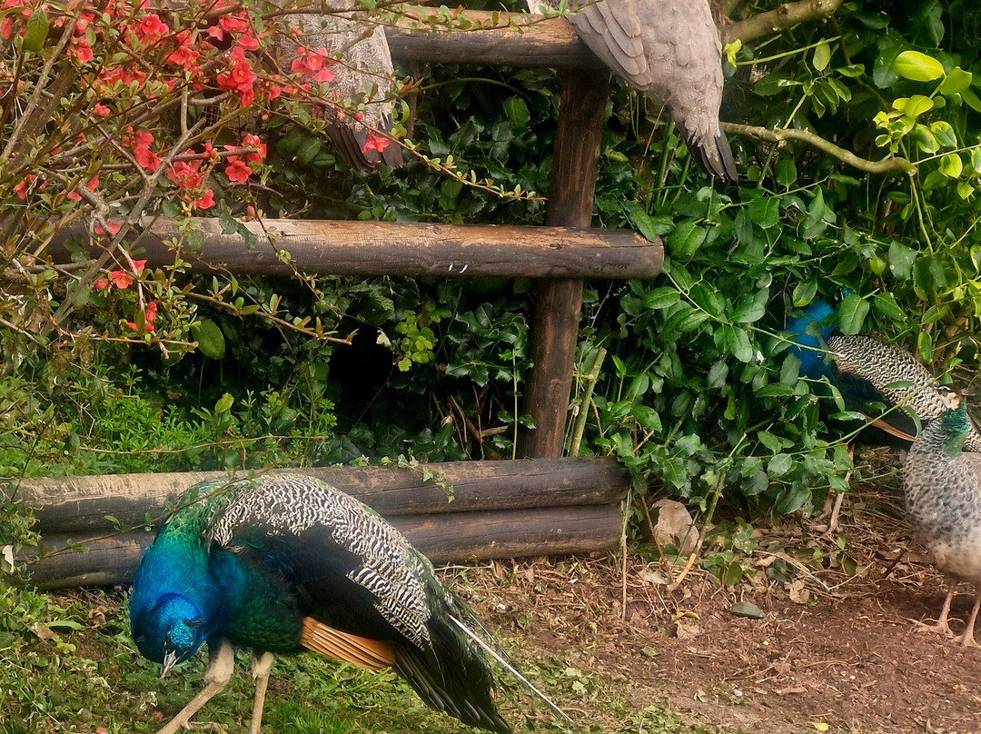 Tropiquaria Zoo-Washford必去景点