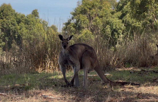Softfoot Farm & Wildlife Park-Hindmarsh Valley必去景点