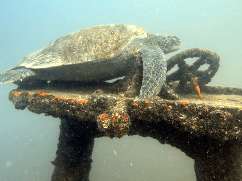 The Dive Gurus-拉巴斯必去景点