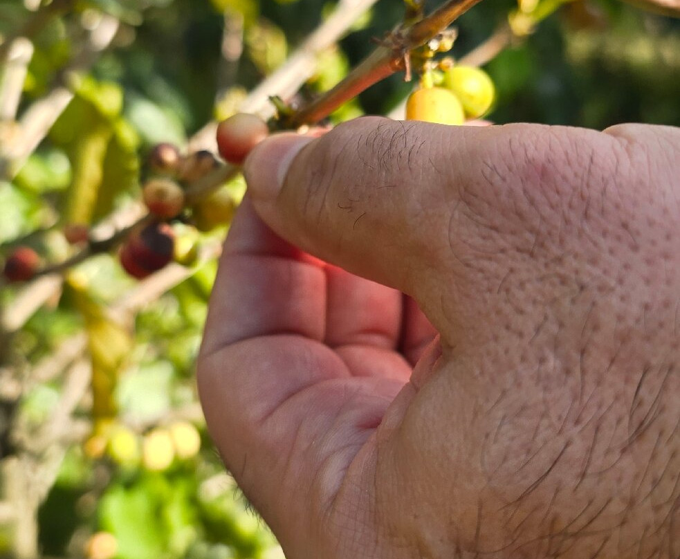 TIO JOSE COFFEE TOUR-葛雷西亚必去景点