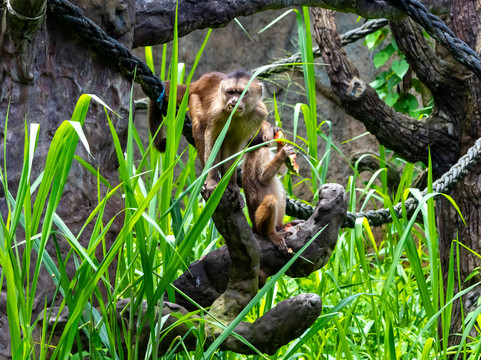 El Pantanal-瓜亚基尔必去景点