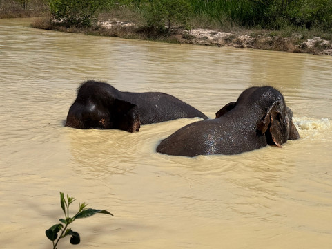 Kulen Elephant Forest-暹粒必去景点