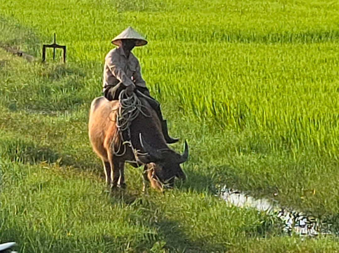 Hoi An Backroad Tours-会安必去景点